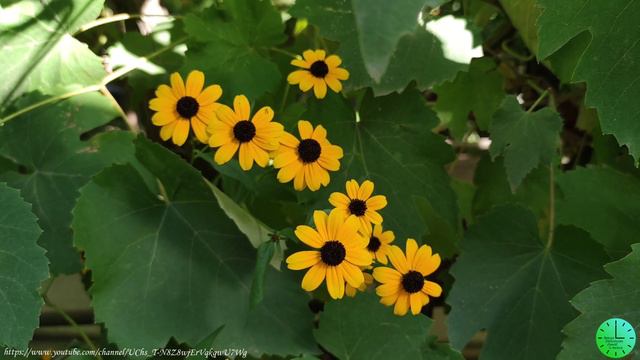 Пение птиц восстанавливает нервную систему, дает силы/Звуки природы/Birdsong/Sounds of nature