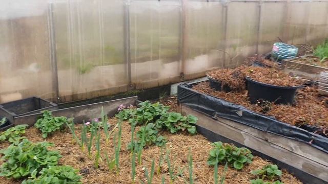 Обзор голубики и в целом моего сада смотреть онлайн