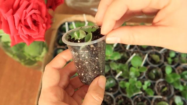 Как спасти сломанные фиалки после пересылки почтой. Сенполии. Комнатные цветы. Юлия Датта смотреть онлайн