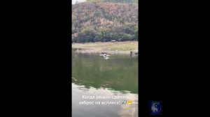 Когда решил бросить приманку на всплеск