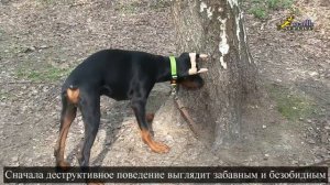 Как возникают вредные для человека привычки у собак, коррекция поведения собак