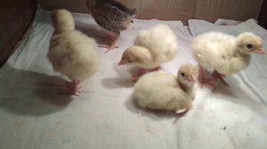 Первый день индюшата Биг-6