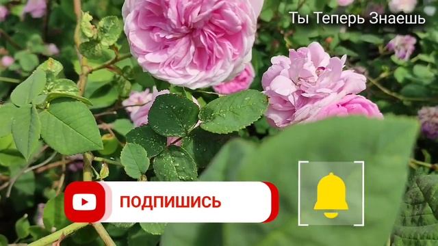 9 Июня 2023 года Федорин День. Народные приметы, обычаи, запреты и суеверия.