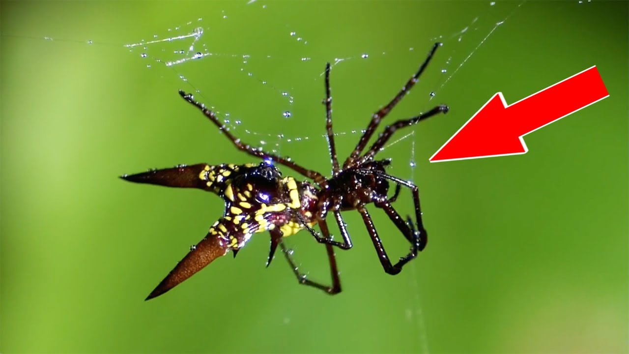 ? 10 Самых невероятных пауков.