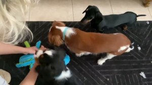 ВЫСТАВКИ СОБАК. ? НАЧАЛО. КАВЕР КИНГ ЧАРЛЬЗ СПАНИЕЛЬ.