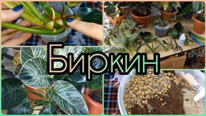 Режу на кусочки?Мутирующий Филодендрон Биркин⚘Быстрое размножение?Все нюансы⚘Посадка?Грунт?