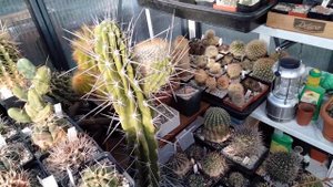 Обзор зимовки растений.Эпифиллумы и декабрист в декабре.Зимовка кактусов и литопсов.