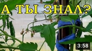 Почему сохнут кисти ТОМАТОВ????