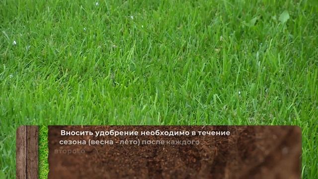 Уход и подкормка газона летом. Фертика газон-весна лето.