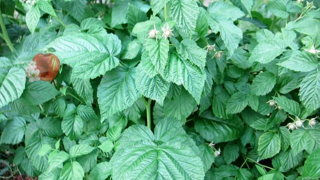 ЧТО БЫ ЯГОД МАЛИНЫ БЫЛО МОРЕ ОГРОМНЫХ И СЛАДКИХ, ПОДКОРМИТЕ ЕЕ ВЕСНОЙ И ЛЕТОМ.КАК ПОВЫСИТ УРОЖАЙ . смотреть онлайн