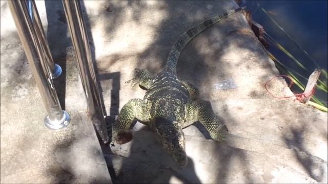More Monitor Lizards at Khao Tao Lake смотреть онлайн