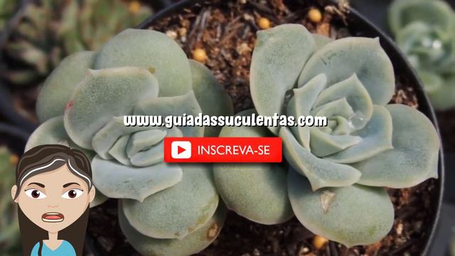 Echeveria Lovely Rose: Um Guia Desta Suculenta смотреть онлайн