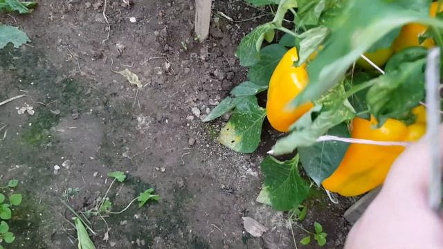 Перец Золотой лапоть 06.08.22 смотреть онлайн