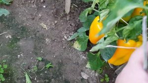 Перец Золотой лапоть 06.08.22