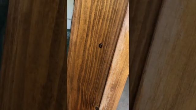 Божья коровка 3 смотреть онлайн