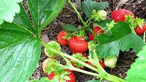 Клубника Элиане 2019 г. Верхозин Юрий.