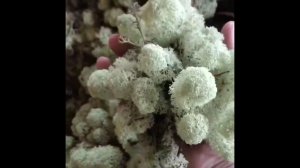 Как выглядит живой ягель? Живой ягель в природе. Из чего рождается красота.