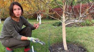 Уход за плодовыми деревьями осенью?Как подготовить сад к зиме