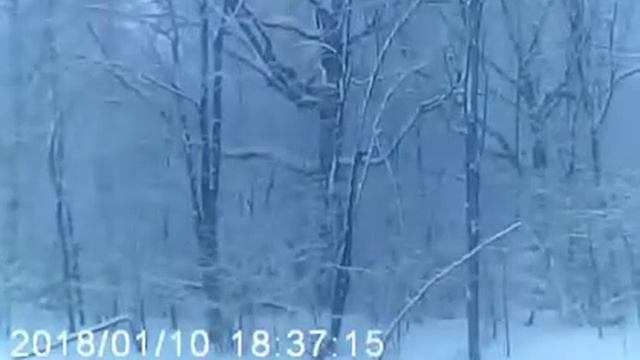 Вальс и красота леса смотреть онлайн