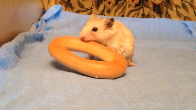 Забавный хомяк   / Funny hamster / хомяк и бублик