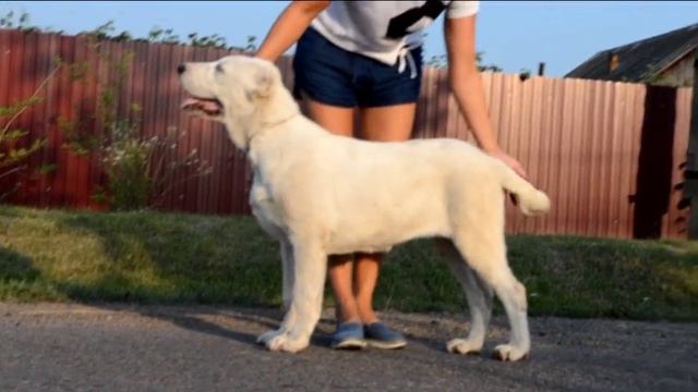 Таежный Талисман смотреть онлайн