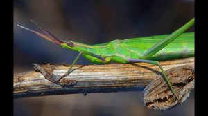 Саранча съедобная (Edible locusts)