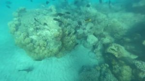 Calimera Blend Paradise Hurghada Reef Tour 2023/07/02