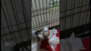 ДОМА В ГОЛУБЯТНЕ 24 часа. Узбекские двухчубые голуби. Tauben. Pigeons