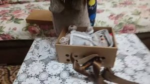 Распаковка кота Басика Часть 1