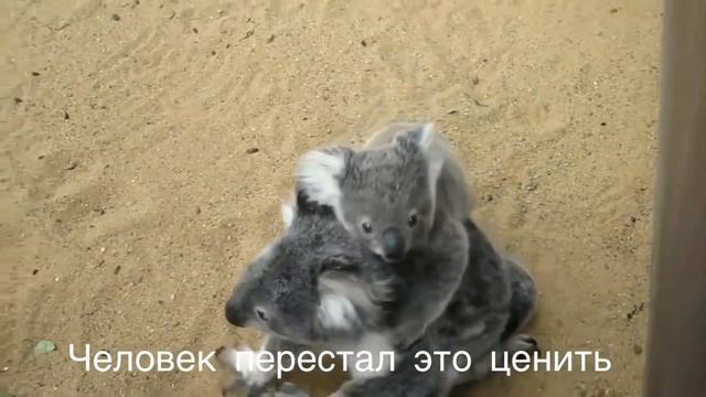 Берегите природу и животных!
