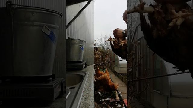 Как быстро забить и ощипать курицу в домашних условиях.