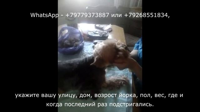 Недорогая стрижка собак йорков, йоркширских терьеров с выездом, Бабушкинская, Лосиноостровский