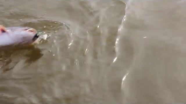 Едем в Астрахань - рыбалка, охота и семейный отдыха на комфортабельных базах отдыха