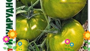 Томат Изумрудное яблоко. Краткий обзор, описание solanum lycopersicum Izumrudnoe jabloko