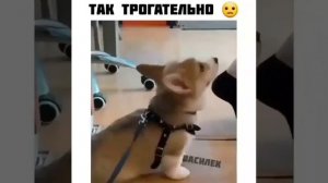 Для человека жизнь собаки - несколько лет, а для собаки рядом с человеком -вся ЖИЗНЬ!