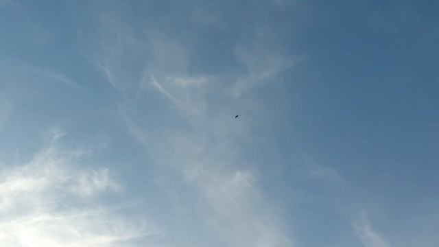 falco cherrug смотреть онлайн