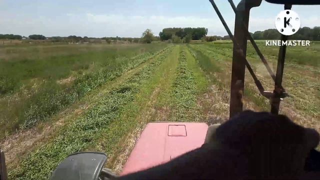 Третий укос люцерны на поливе. Трактор МТЗ 82.1 турбо. Сенокосилка Pöttinger. смотреть онлайн