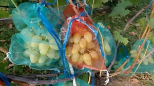 Лучший виноград для рынка и для себя.