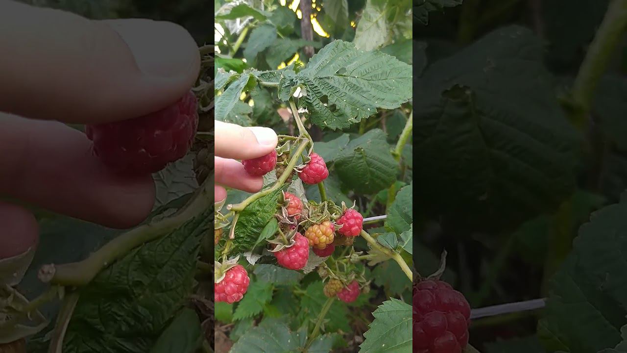 #монетизацияyoutube #блокировкаютуб смотреть онлайн