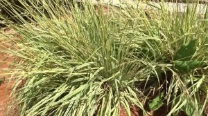 Molinia caerulea ´Variegata´ čes. bezkolenec modrý