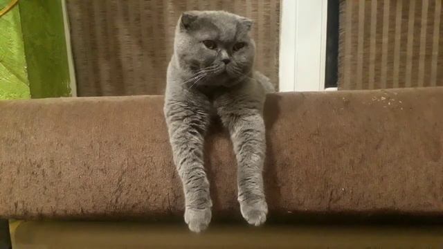 КОТ ГРУСТИТ ?А ВЫ ТАКОЕ ВИДЕЛИ? смотреть онлайн