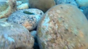 Подводный мир средиземного моря (район: Кемер)