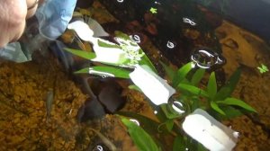 Аквариумные рыбки гуппи запускаем в аквариум