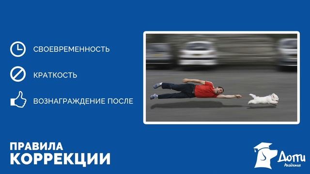 Команда "Рядом" без лакомства, развитие выдержки, коррекция поведения собаки (6 урок) смотреть онлайн