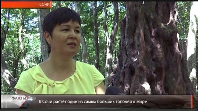 В Сочи растет один из самых больших тополей в мире