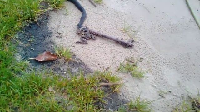 Уж поймал лягушку смотреть онлайн