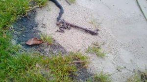 Уж поймал лягушку