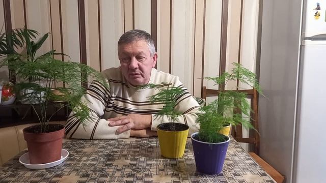 Аспарагус перистий (плюмозус)