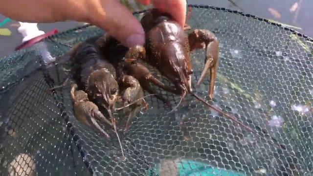 Ловля раков в неизвестном болоте. смотреть онлайн