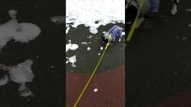 Наш питомец Буль Булич ....Бостон терьер и это не французский бульдог...играем в футбол льдинкой